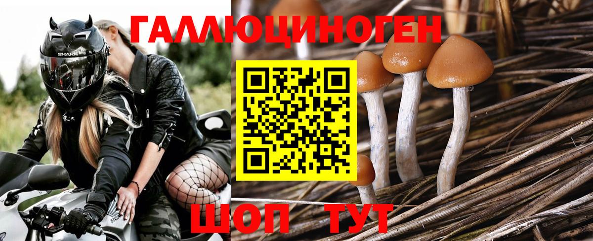 Галлюциногенные грибы Cubensis Сунжа