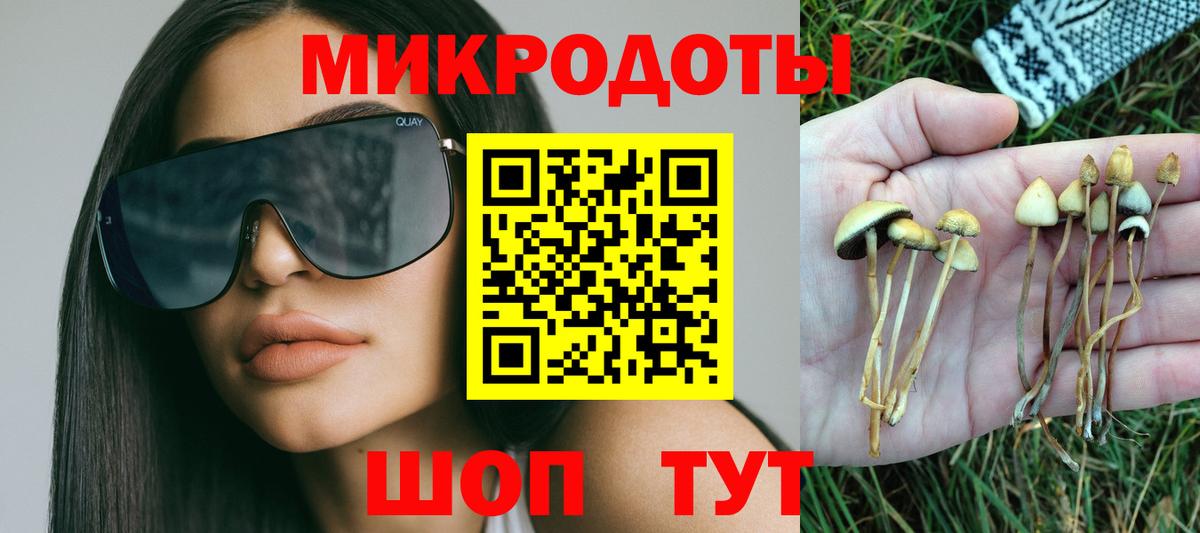 Сунжа  Псилоцибиновые грибы Psilocybe  Вход с VPN 